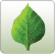 green leaf icon